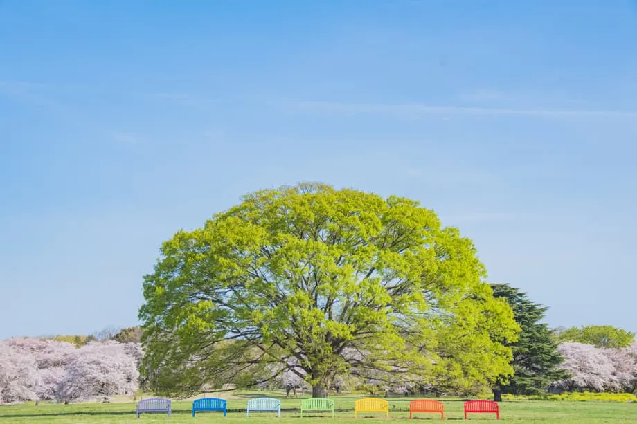 Oasis Musim Semi Tersembunyi di Tokyo: Festival Bunga Showa Kinen Park 2026 Ubah Bekas Lapangan Terbang Menjadi Negeri Ajaib Bunga