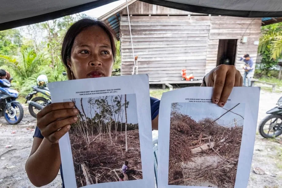 Raksasa Farmasi Putus Hubungan setelah Investigasi Mengaitkan Kemasan Netral Karbon dengan Perusakan Habitat Orangutan