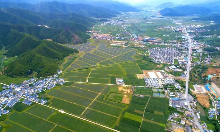 Revolusi Blueberry China: Bagaimana Provinsi Yunnan Mengubah Buah Impor Mewah Menjadi Kekuatan Ekspor Global