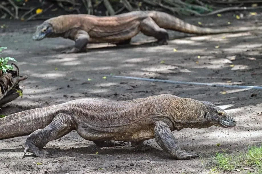 Diplomasi Komodo: Indonesia Pinjamkan Komodo kepada Jepang dalam Pertukaran Konservasi Bersejarah