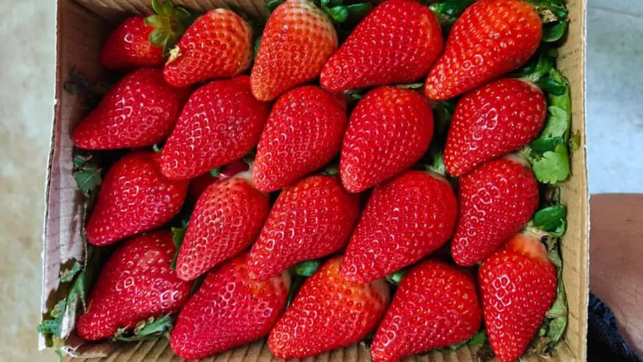 India Berupaya Mandiri dalam Produksi Stroberi Lewat Pemuliaan Lokal dan Teknologi