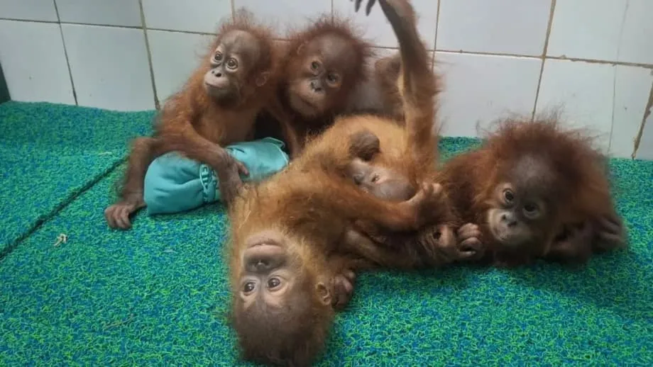 Lima Bayi Orangutan Ditemukan di Hutan Odisha, India Selidiki Dugaan Jalur Penyelundupan