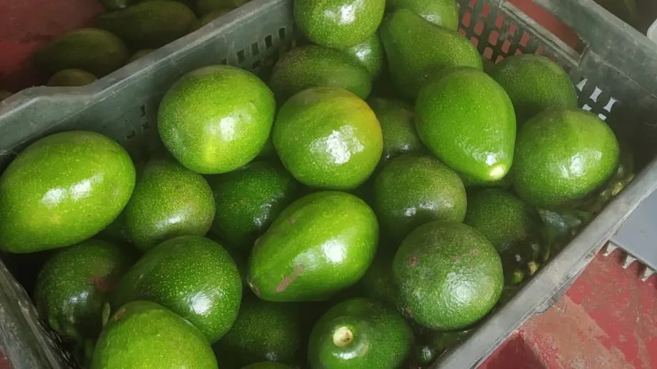 Dari Buah Anjing Menjadi Primadona: Pasar Alpukat India Mulai Berkembang