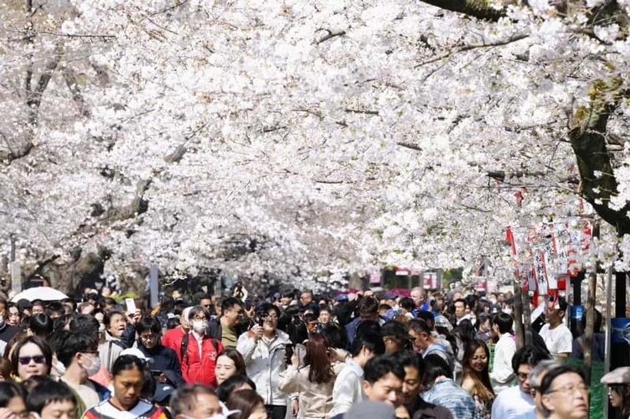 Bunga Sakura di Tokyo Mekar Penuh Tiga Hari Lebih Awal dari Jadwal, Musim Semi Tiba Lebih Cepat