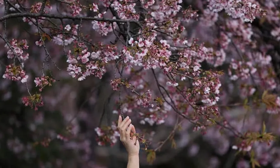 Kenaikan Biaya Membayangi Musim Hanami Ikonis Jepang