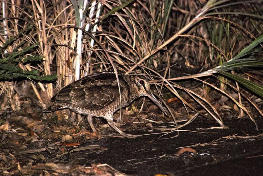 Jepang Menuntaskan Program Pemulihan Spesies Pertama Setelah Populasi Burung Amami Pulih
