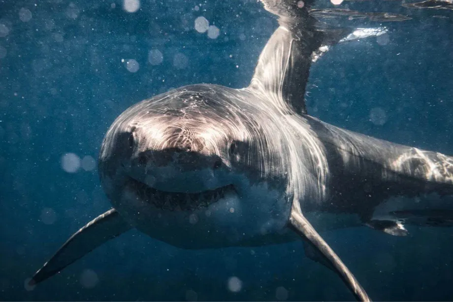 Busan shark Bukangi draws 1.54 million park visits as rescue and welfare concerns grow