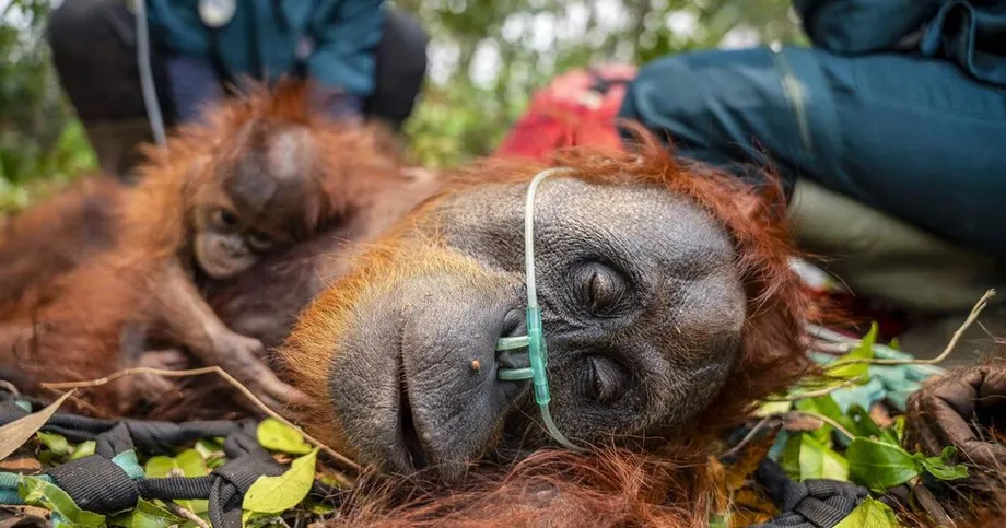 Indonesia's Orangutan Rescues Reveal Wildlife and Health Toll of Spreading Fires