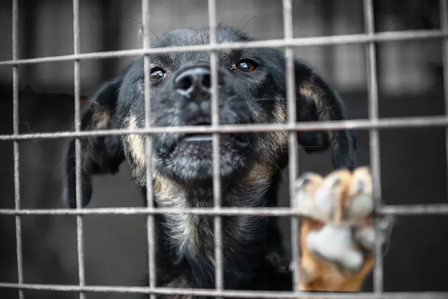 More Than 70 Dogs Saved in Final Major South Korea Farm Rescue as Ban Nears