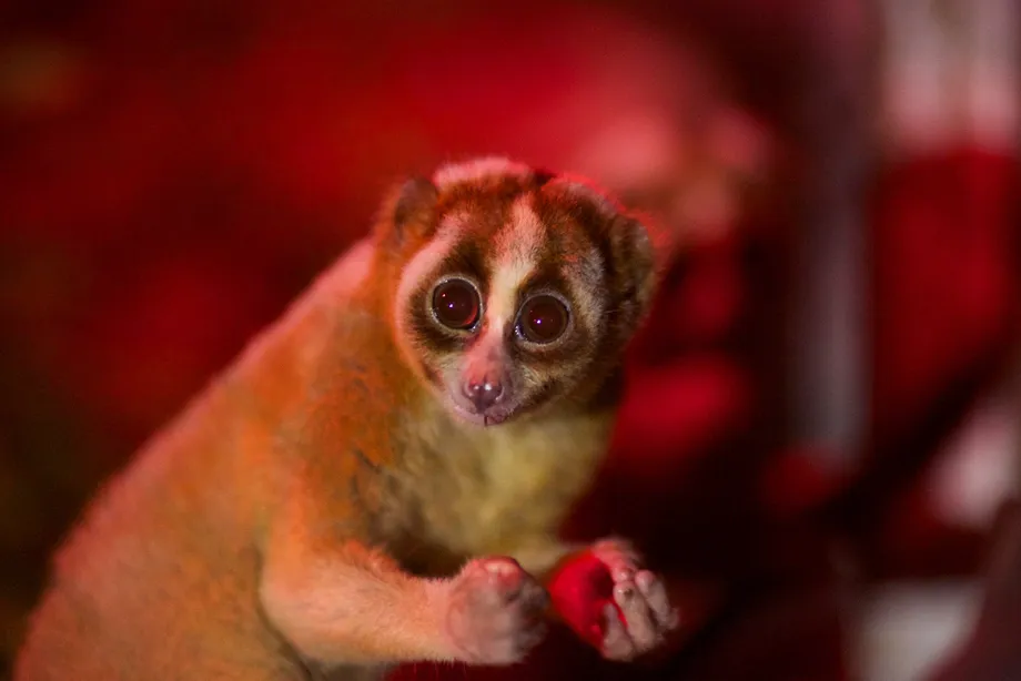 Bangka Slow Loris Rediscovered Through a Decade of Rescues in Indonesia