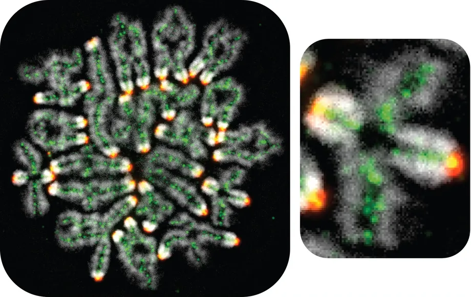 Scientists Identify OMC1 Protein That Helps Mouse Eggs Keep Chromosomes Together