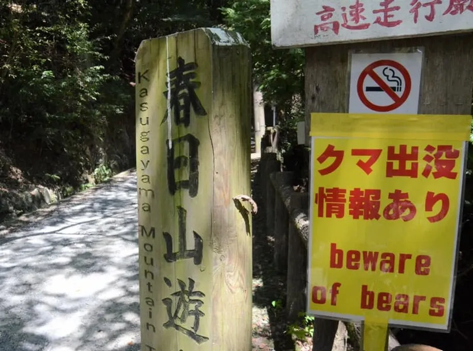 Pertemuan dengan Beruang Meningkat di Seluruh Jepang saat Musim Pendakian Musim Gugur Mencapai Puncak
